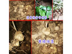 黃精種植前景怎么樣?_黃精價格走勢分析圖2