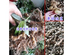 黃雞菜滇黃精(老虎姜)種子種苗多少錢一斤?圖2