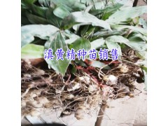 黃精種苗供應(yīng)_求購黃精種苗找文山丘北方圓種養(yǎng)殖農(nóng)民專業(yè)合作社圖2