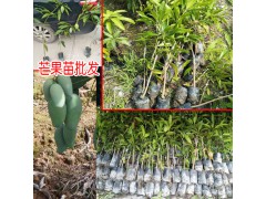 海拔在600米以下適合種植芒果嗎?圖3