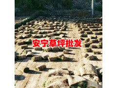 昆明哪有草坪基地,買草坪選哪家?圖2