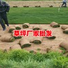 草坪場︱草坪價格多少一平?_云南草皮（坪）供應網