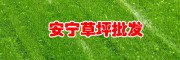 四季青草坪特點(diǎn)_云南昆明哪里有四季青坪批發(fā)