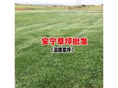 四季青草坪繁殖培育_四季青草坪作用與用途圖2