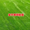 混播草生長(zhǎng)高峰在什么時(shí)候?_