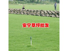 昆明安寧綠泉草坪種植園_云南草坪基地_云南草坪品種圖2