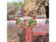 麗江雪桃什么時候開花采摘?_15912788180圖3