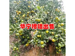 云南華寧柑桔特點_華寧柑桔種植公司圖2