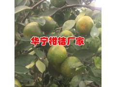 云南柑桔果園直銷_華寧宮本柑桔公司品質更好圖3