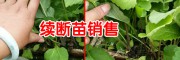 續斷/曼金籽,山烏龜,吳萸苗小苗銷售信息