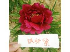 山東菏澤市怎么種植牡丹?_牡丹是芍藥科圖3