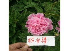 觀賞芍藥多少錢- 觀賞芍藥有多少品種?圖3