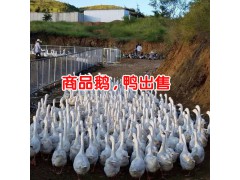 怎么樣養火鴨才賺錢_賣價高達300—500元/只圖2