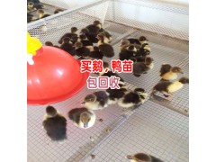 生態(tài)商品鵝鴨養(yǎng)殖基地_大理鵝苗哪里出售-大理鵝鴨苗養(yǎng)殖基地圖3