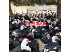 大理鵝苗批發_大理鴨苗批發-云南大理鵝鴨苗養殖基地圖2