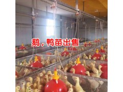 大理鵝苗批發_大理鴨苗批發-云南大理鵝鴨苗養殖基地圖3