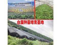 白芨種苗基地圖片_白芨培苗基地全景圖圖2