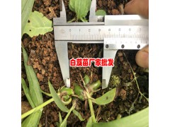 云南一畝地白芨多少錢?_昆明安寧市潘金富白芨培育基地圖2