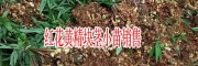 紅花黃精塊莖苗子圖片(附種植技術)