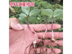 云南重樓苗_重樓種苗移植方法圖2