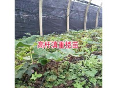 云南重樓苗_重樓種苗移植方法圖3