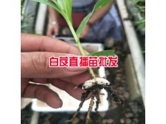 白芨直播肓苗技術_白芨直播苗一畝需要多少種苗?圖1