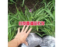 白芨直播肓苗技術_白芨直播苗一畝需要多少種苗?圖2