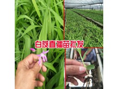 白芨直播肓苗技術_白芨直播苗一畝需要多少種苗?圖3