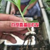 楚雄,大理,麗江三叉白芨種苗多少錢?