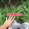 哪里有20-30cm三叉白芨苗_產地云南白芨種苗