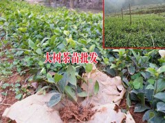 大樹茶是什么？圖2