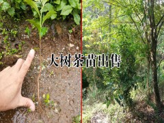 大樹茶是什么？圖3