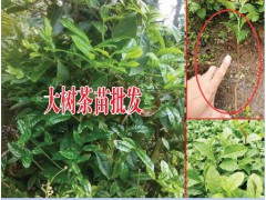 供應大量云南大樹茶葉苗圖3