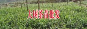 20余萬株大樹茶苗_云南大樹茶葉苗