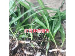 云南白芨種苗價格是多少?圖2