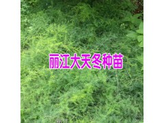 天門冬提高記憶力-天門冬功效與作用圖3