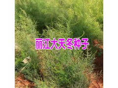 天冬苗種植土壤有什么要求圖2