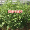 1株蜘蛛樹能結多少果實?-2至3斤左右