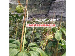 云南麗江出售重樓苗批發商家/重樓種苗行情走勢圖3