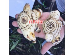 白芨圖片_白芨栽培技術(shù)_白芨種植技術(shù)圖3