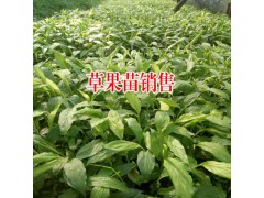 1畝草果能產(chǎn)多少公斤草果？圖2