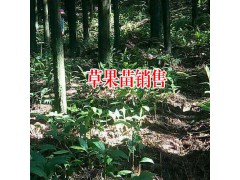 草果種植基地什么時(shí)候除草好?圖2