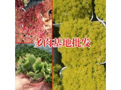 吉娃娃多肉好養嗎?_多肉植物網站圖2