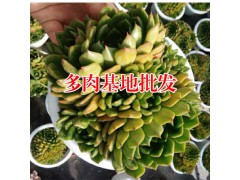 虹之玉多肉植物_多肉植物網站-18788196071圖2