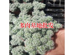 虹之玉多肉植物_多肉植物網站-18788196071圖3