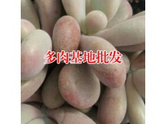 多肉植物怎么養_應該按品種澆水_多肉植物網站圖2