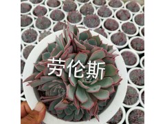 昆明多肉植物批發市場在哪里?_昆明多肉植物批發市場圖3