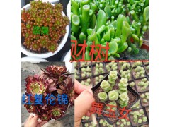 昆明花卉批發(fā)市場多肉-2018多肉市場的變化圖2