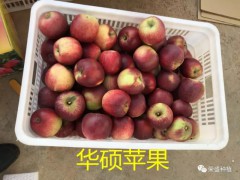 合肥市哪里有昭通蘋果|昭通果業(yè)基地|13887043679圖3