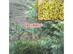 綠殼砂種植得了莖枯病怎么辦?圖3